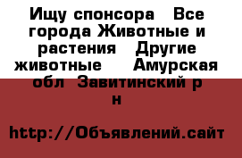 Ищу спонсора - Все города Животные и растения » Другие животные   . Амурская обл.,Завитинский р-н